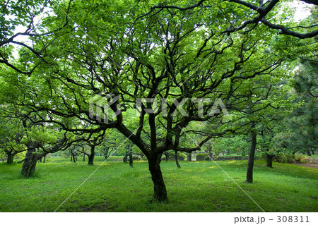 新緑の梅の木 新緑の梅の木 308311