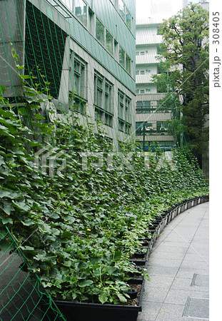 緑のカーテン 308405