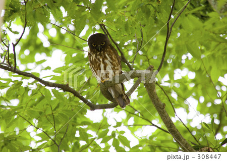 アオバズク 308447