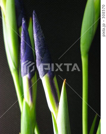 あした咲くの あした咲くの 308570