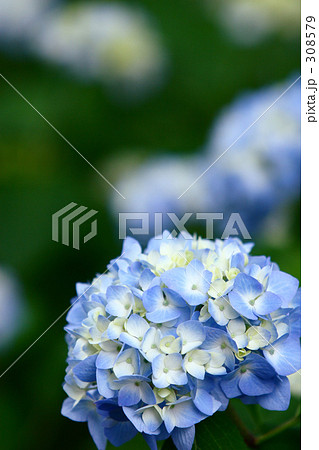 あじさい_028 あじさい_028 308579