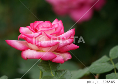 薔薇の花 薔薇の花 308585