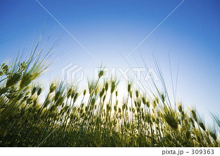 青空と麦 青空と麦 309363