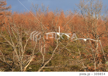 タンチョウ 309854