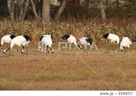 タンチョウ 309855