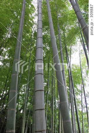 明月院の竹林 309887
