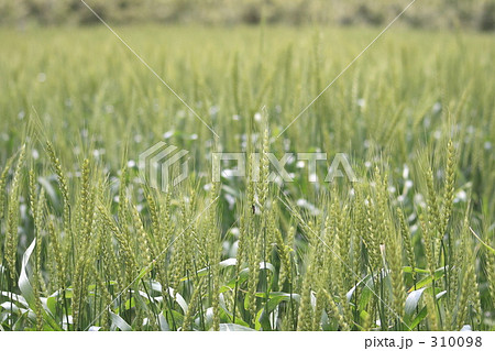 麦畑 310098