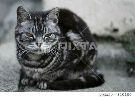 猫…thinking 310100