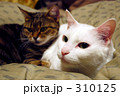 猫 310125