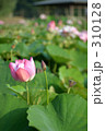 ハスの花 310128