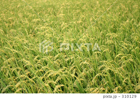 稲穂 310129