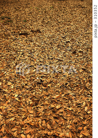 落ち葉 落ち葉 310352