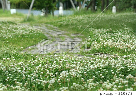 シロツメクサ 310373