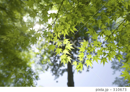 新緑のカエデ 新緑のカエデ 310673
