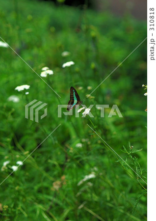 アオスジアゲハ（１） 310818