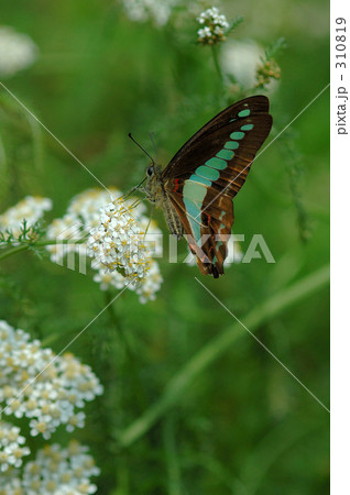 アオスジアゲハ（２） 310819