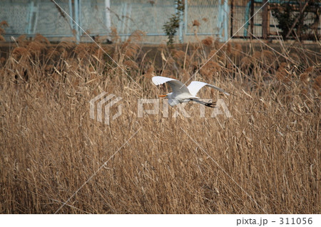 カモメかい・・・03 311056