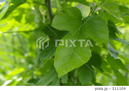 一枚の桑の葉、クローズアップ。 311104