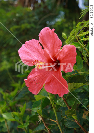 南国 ハイビスカスの花の写真素材