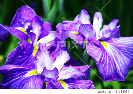 ハナショウブ ハナショウブ 311842