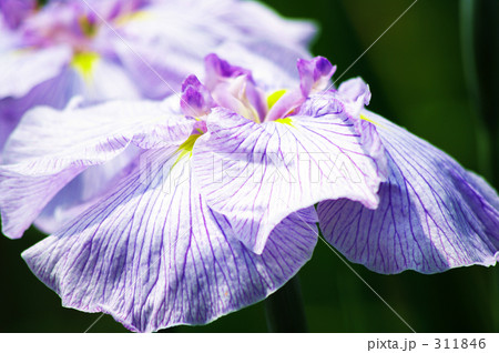 ハナショウブ 311846