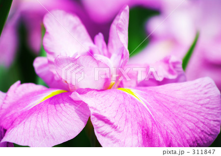 ハナショウブ 311847