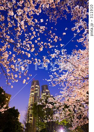 新宿中央公園の夜桜 311910