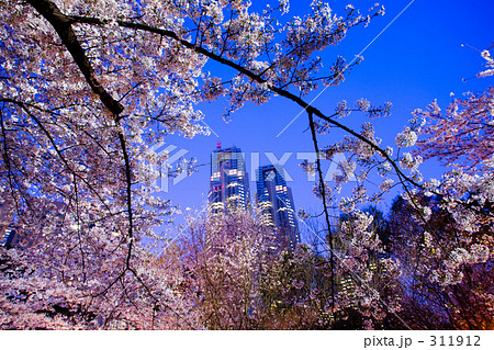 新宿中央公園の夜桜 311912
