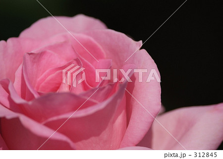 大輪の薔薇 312845