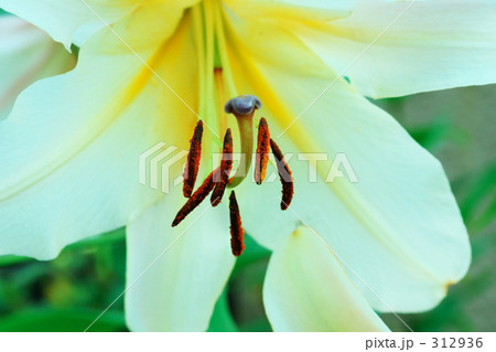 ユリの蘂 312936