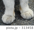 ニャン足 313458