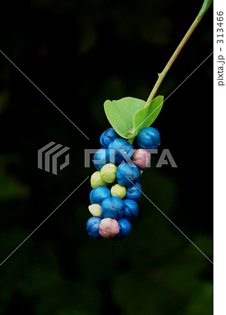 パステルな実 313466