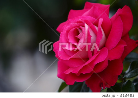 薔薇_033 313483