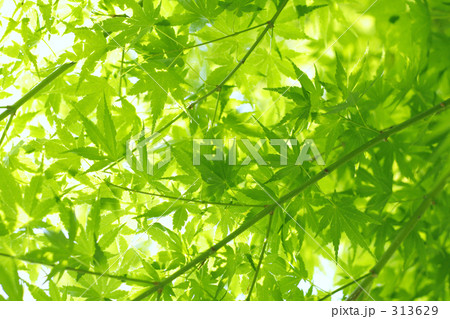 新緑Ⅱ 313629