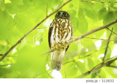 アオバズク 313632