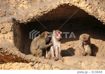 サル 313640