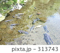 鯉 313743