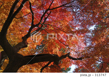 大樹の紅葉 大樹の紅葉 313747