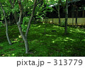 苔の庭園 313779