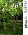 苔の庭園 313782