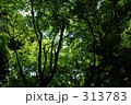 夏のモミジ 313783