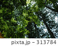 夏のモミジ 313784