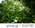 夏のモミジ 313785
