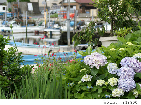 アジサイと漁港 313800