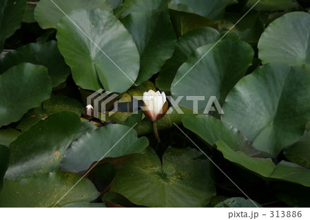 スイレン 313886