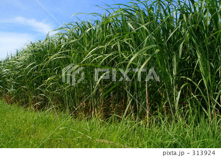 夏イメージ 313924