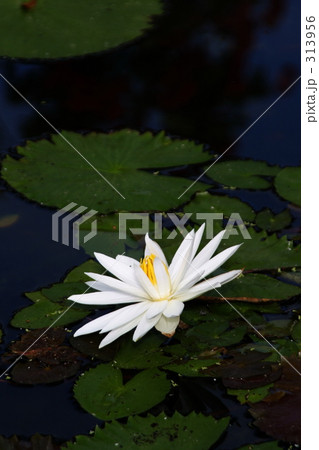 白い花 313956