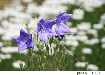 キキョウ　３ 314317