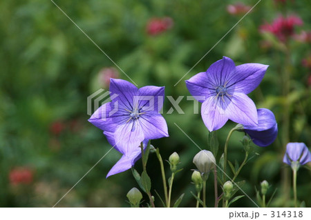 キキョウ　２ 314318