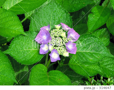 紫陽花 314647